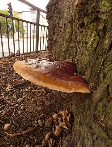 A mature bracket at the base of a roadside oak in Basildon, Essex